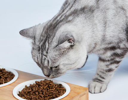 猫粮一般什么牌子好