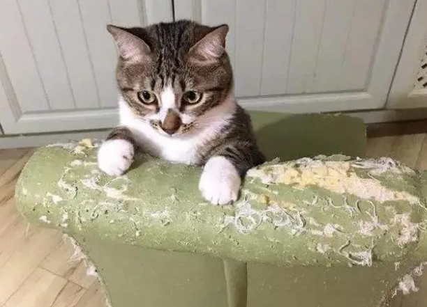 为什么猫主子宁愿挠沙发,也不用你给买的猫抓板? 为什么猫主子宁愿挠沙发,也不用你给买的猫抓板?