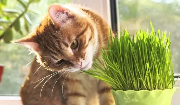 猫草是什么草?猫咪对猫草的反应我没料到 猫草是什么草?猫咪对猫草的反应我没料到