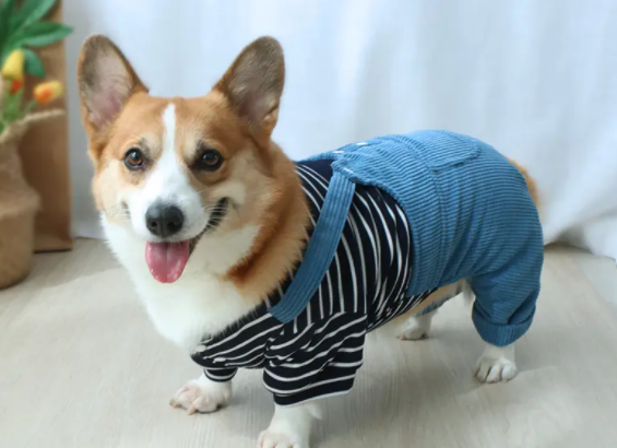 买小狗衣服在什么地方