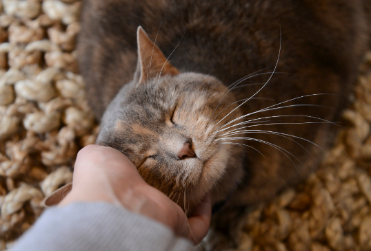 春节期间，猫咪寄养或带回老家注意事项-宠物网