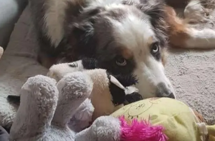牧羊犬特别喜欢自己的玩具，看到玩具被洗后，反应太有趣