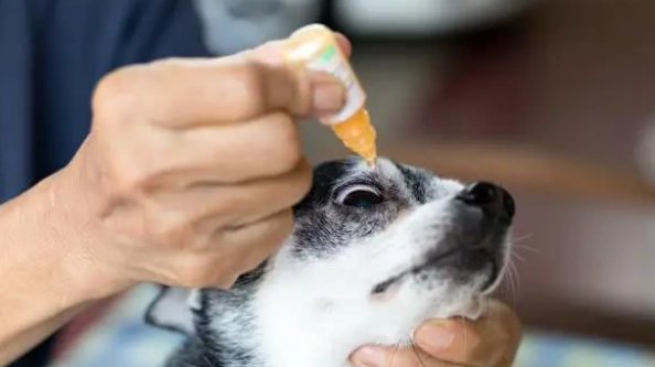 怎么给狗狗滴眼药水