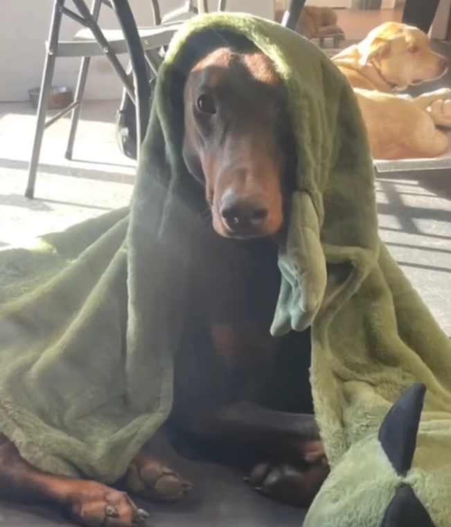 养了个威猛帅气的杜宾，结果它睡觉喜欢裹卡通小被被