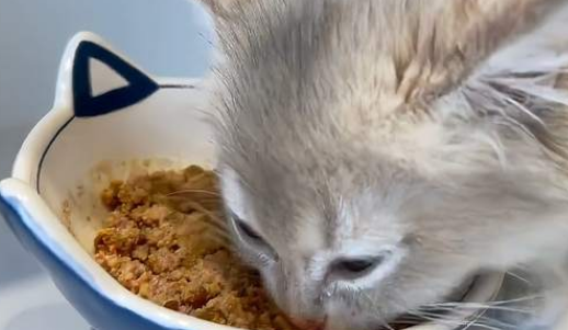 猫罐头要倒出来吗
