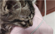 猫藓长毛了是不是就好了？这篇文章告诉你