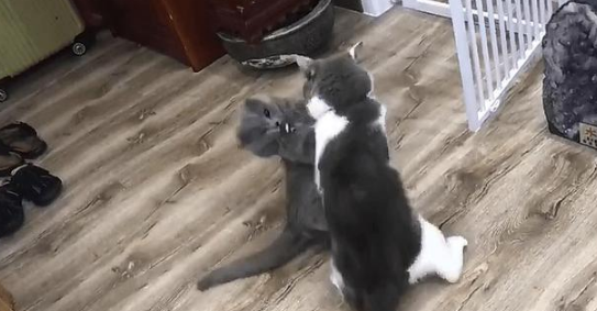 猫咪相爱相杀后,竟趴地“秀恩爱” 猫咪相爱相杀后,竟趴地“秀恩爱”