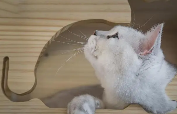 如何给野猫做窝