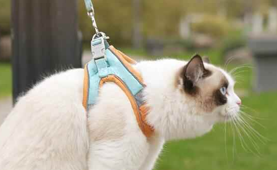 猫咪怎么带牵引绳 猫咪怎么带牵引绳