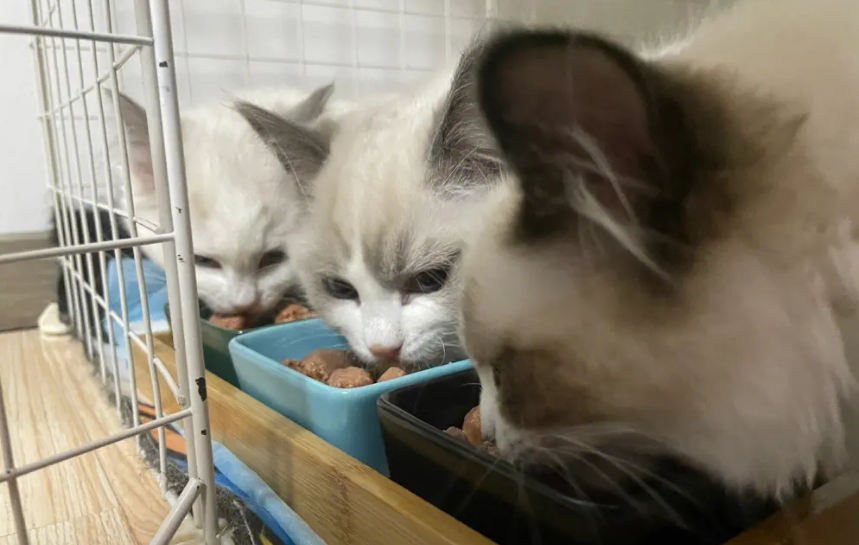 布偶猫吃猫罐头好吗