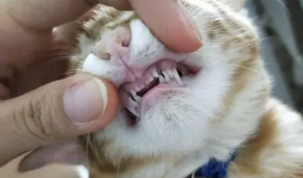 三个月的猫牙齿长什么样?是这样 三个月的猫牙齿长什么样?是这样