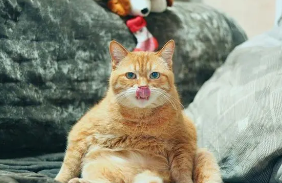 你家猫是吃猫粮为主吗？如果是，那请搭配一根猫条！作用有很多