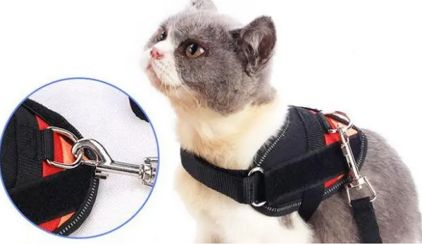 猫牵引绳背心式