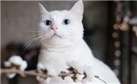 知名养猫咪的博主