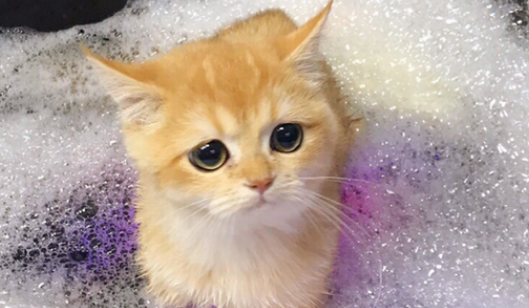 猫用狗的沐浴露会怎么样