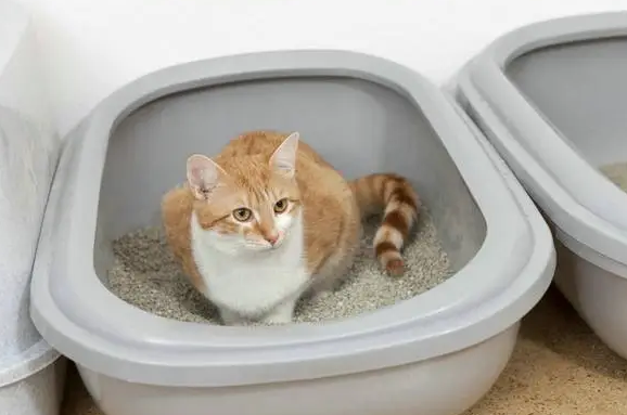 混合猫砂怎么样 混合猫砂怎么样