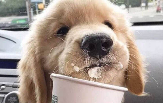 狗可以喝酸奶吗