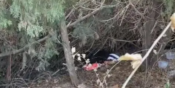 流浪泰迪犬,得知小哥是来帮它的后,立马就卸下防备 流浪泰迪犬,得知小哥是来帮它的后,立马就卸下防备
