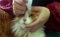 猫咪滴眼液什么牌子好