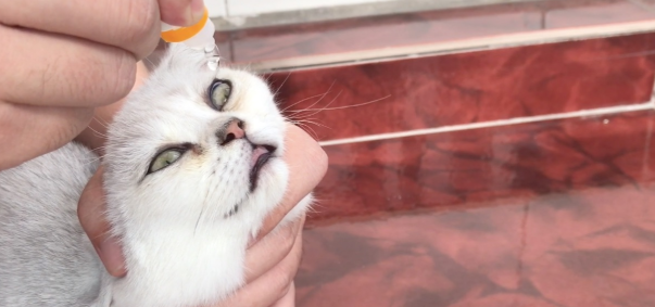 怎样给猫咪滴眼药水 怎样给猫咪滴眼药水
