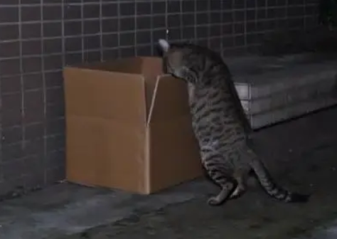为了拯救受伤的小猫,猫妈还是带着小猫向人求助 为了拯救受伤的小猫,猫妈还是带着小猫向人求助