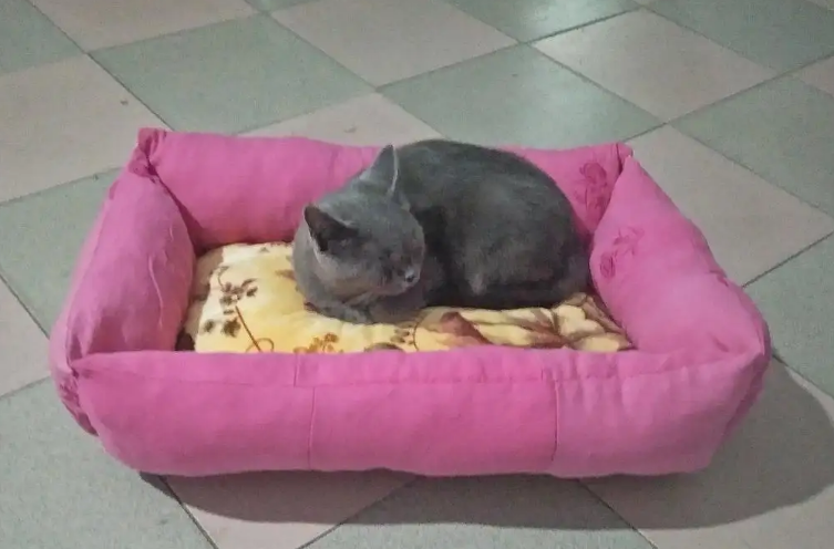 猫窝怎么制作 猫窝怎么制作