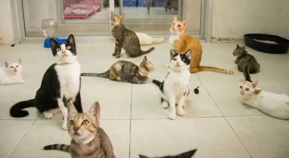 “空巢青年”的猫咪寄养指南 “空巢青年”的猫咪寄养指南