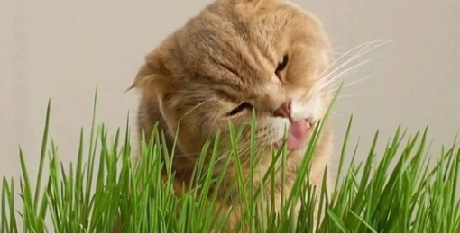猫草的作用与功效？猫草的优点
