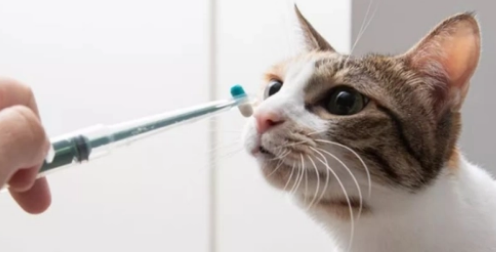 4斤猫吃阿莫西林剂量？猫吃阿莫西林的注意事项及副作用