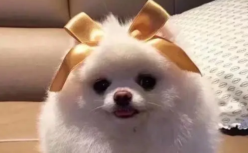 博美幼犬吃什么钙片