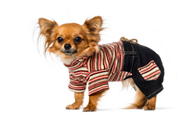带狗的衣服是什么牌子