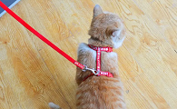 怎么给猫戴牵引绳