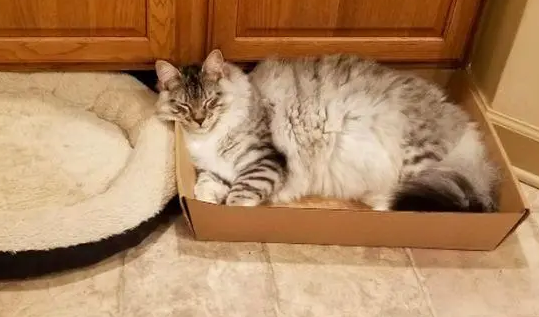 怎么让小猫知道自己的窝 怎么让小猫知道自己的窝