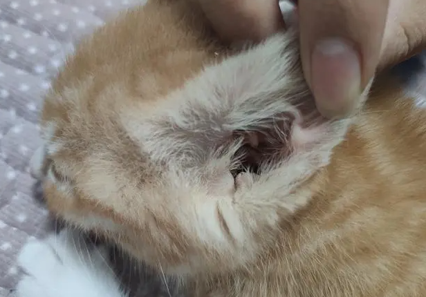 猫耳螨的症状 猫耳螨的症状