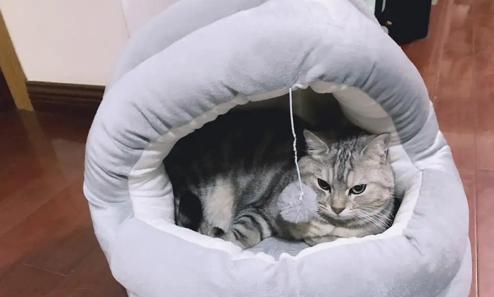小猫需要猫窝吗-宠物网