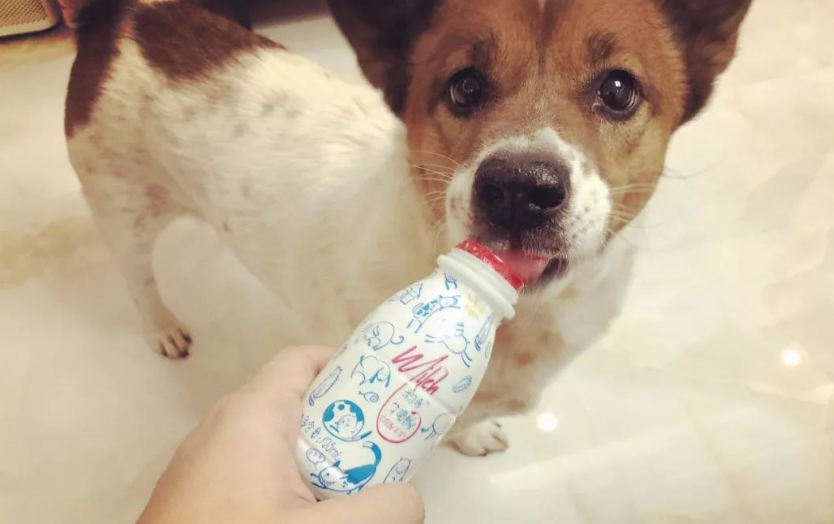 狗狗喝什么酸奶