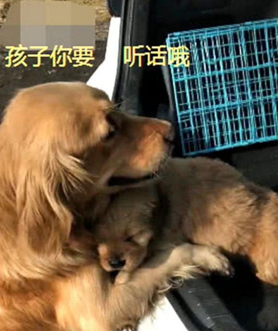 金毛妈妈送自己孩子离开，车前的场景，看得主人泪直流