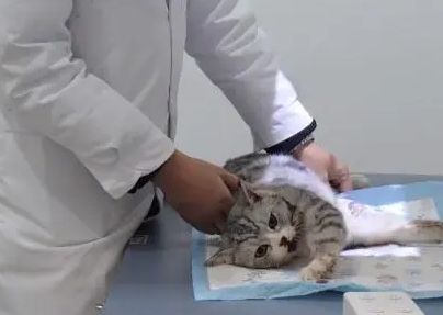 发现猫咪坠楼受伤后,主人直接放弃 发现猫咪坠楼受伤后,主人直接放弃