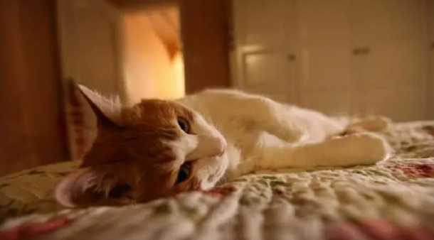 为猫咪选择正确的猫抓板，可以参考这些标准！