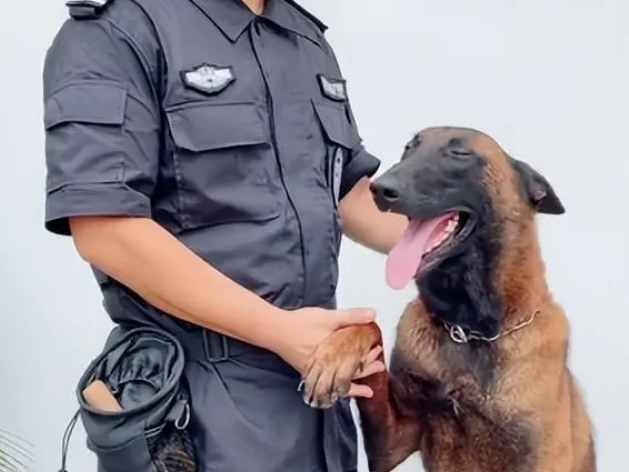 有名的狗狗博主