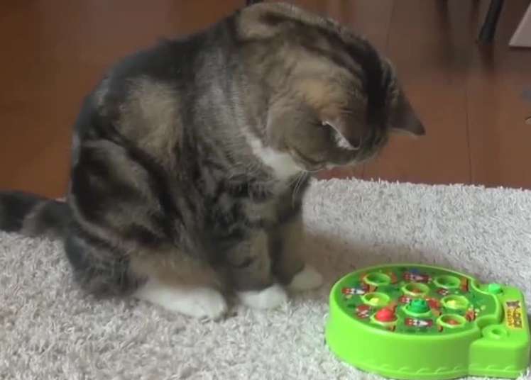 猫需要玩具吗