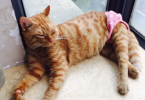 猫会来姨妈吗