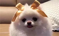 博美幼犬吃什么钙片