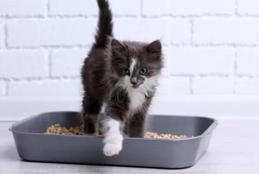 猫砂什么情况下换 猫砂什么情况下换