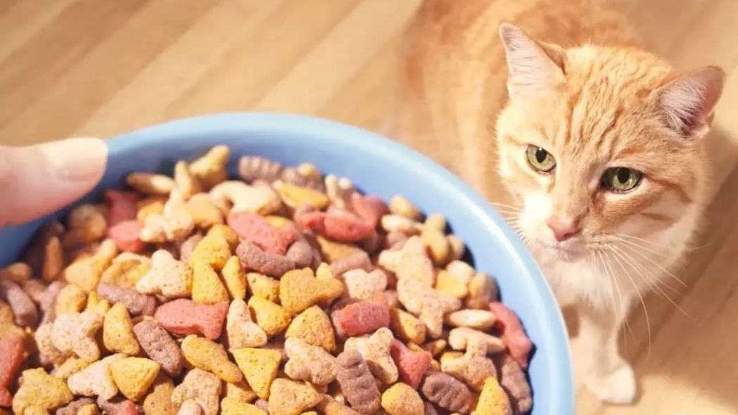60克猫粮大概多少勺