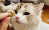 猫吃什么零食
