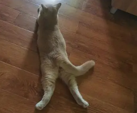 哪个牌子的无谷猫粮好