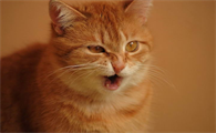 小猫咪咳嗽吃什么药