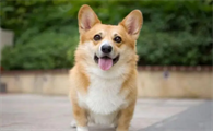 柯基犬狗粮哪种好