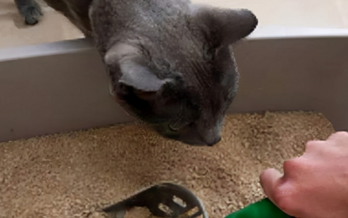 猫砂是越粗越好还是越细越好 猫砂是越粗越好还是越细越好